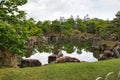 The garden pond inside NijÃÂ Castle.  Kyoto Japan Royalty Free Stock Photo